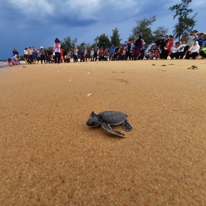  Baby Turtle Release